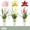image CYMBIDIUM 1BR VARIE