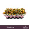 image DENDRANTHEMA 3PP ORANGE