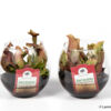 image SARRACENIA PURPUREA BOCAL VERRE
