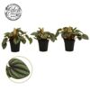 image PEPEROMIA PICCOLO BANDA