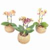 image PHALAENOPSIS 2BR KOKODAMA