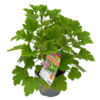 image GERANIUM ODORANT FIZZ