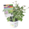 image GERANIUM ODORANT FRAGRANS