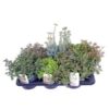 image SEDUM VARIE