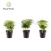 image ASPARAGUS PLUMOSUS