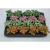 image FITTONIA VARIE