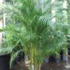 image ARECA CHRYSALIDOCARPUS