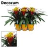 image GUZMANIA JAUNE ROUGE CERAM