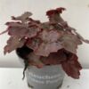 image HEUCHERA PALACE PURPLE