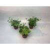 image HEDERA VARIE