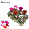 image CYCLAMEN PICASSO 22CM VARIES