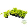 image SCINDAPSUS GOLDEN POTHOS