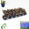 image MUSCARI BLEU