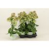 image KALANCHOE MAGIC BELLS VERT ROUGE