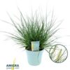 image PENNISETUM HAMENL