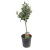image OLEA EUROPEA TIGE
