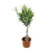 image OLEA EUROPEA TIGE