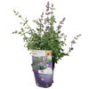 image NEPETA FAASSENII