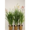 image CROCOSMIA VARIES
