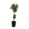 image OLEA EUROPEA TIGE