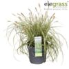 image CAREX EVERGOLD