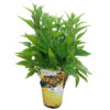 image RUDBECKIA LITTLE GOLDSTAR