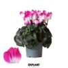 image CYCLAMEN MIDI INDIAKA MAUVE BLANC