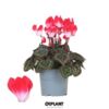 image CYCLAMEN MIDI INDIAKA VARIE