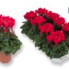 image CYCLAMEN SUPER COMPACT ROUGE
