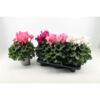 image CYCLAMEN MAMMOTH VARIES