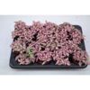 image FITTONIA PINK FOREST FLAME