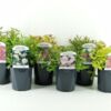 image SPIRAEA JAPONICA VARIE