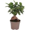 image FICUS GINSENG