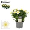 image OSTEOSPERMUM ENRICO DECORUM