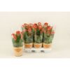 image CELOSIE TWISTED ORANGE