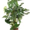 image PHILODENDRON MONSTERA TM