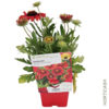 image GAILLARDE ARIZONA RED SHADES