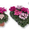 image CYCLAMEN PETTICOAT VARIE 20CM