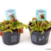 image DIONAEA MUSCIPULA