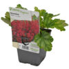 image HEUCHERA PARIS