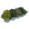 image AROMATIQUE