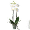 image PHALAENOPSIS 2BR BLANC
