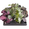 image CALATHEA MAKOYANA VARIE