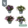 image CAMPANULE AMBELLA VARIEES