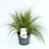 image STIPA