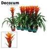 image GUZMANIA ORANGE