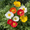 image PAPAVER NUDICAULE GARTENZWERG BQ10