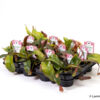 image NEPENTHES VARIE