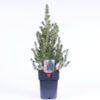 image PICEA GLAUCA CONICA