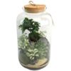 image TERRARIUM LA BORDEE 20